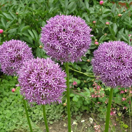 Ferienwohnung Schmilau Schmilau